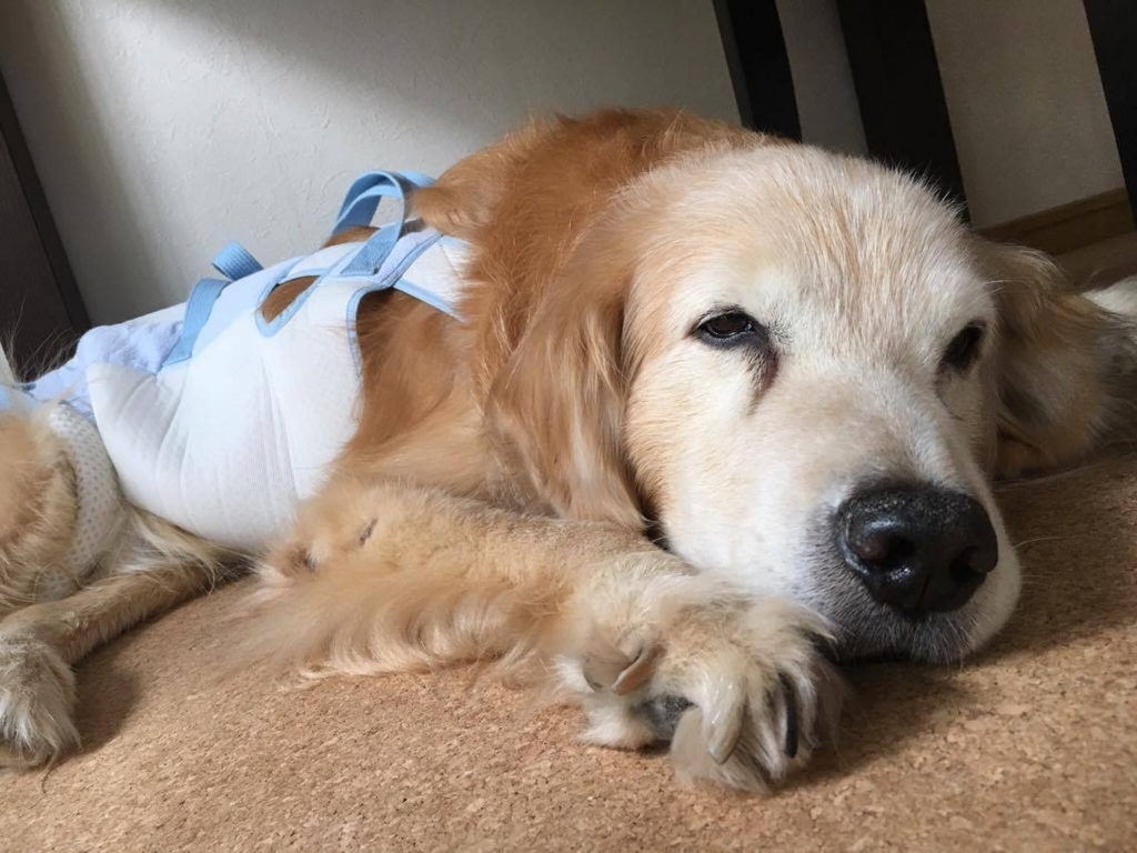 f:id:masami_takasu:20180408112159j:plain