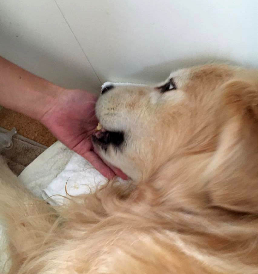 f:id:masami_takasu:20180408112422j:plain