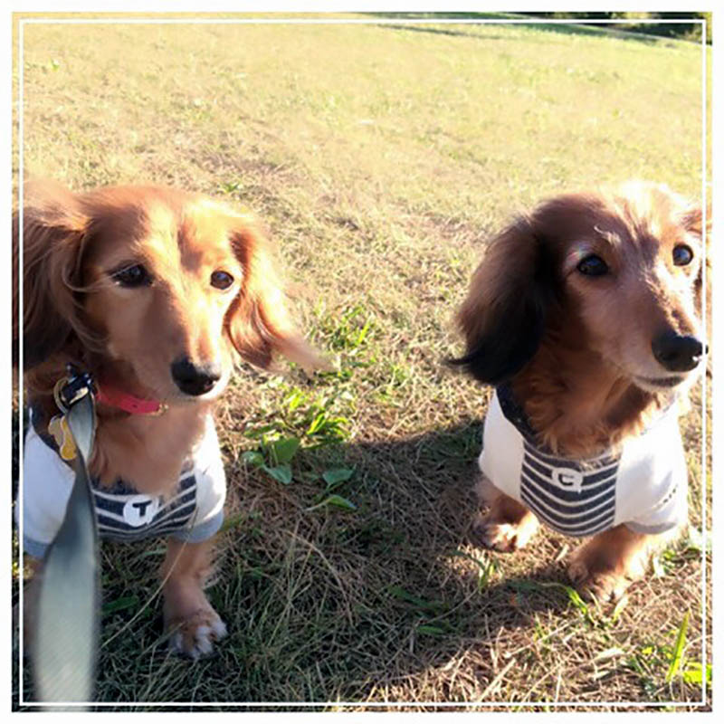 f:id:masami_takasu:20180604191343j:plain f:id:masami_takasu:20180604191343j:plain