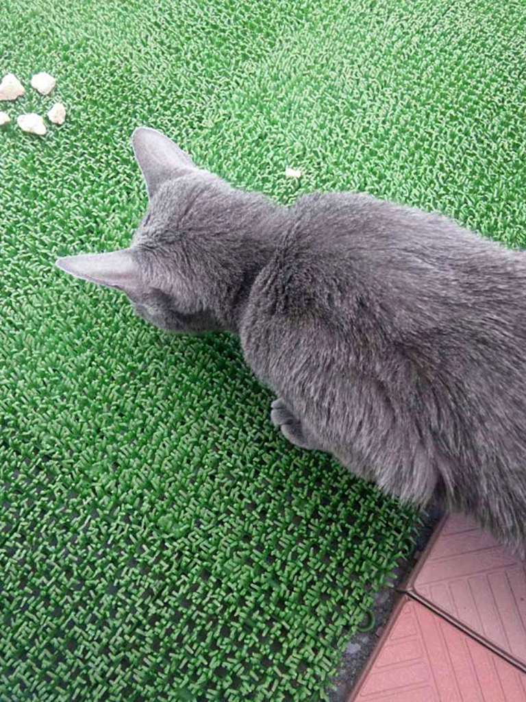 f:id:masami_takasu:20180607113913j:plain