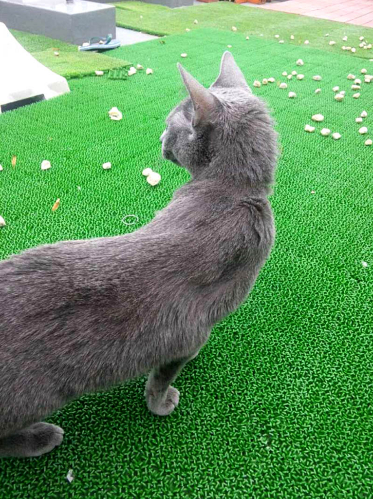 f:id:masami_takasu:20180607114053j:plain