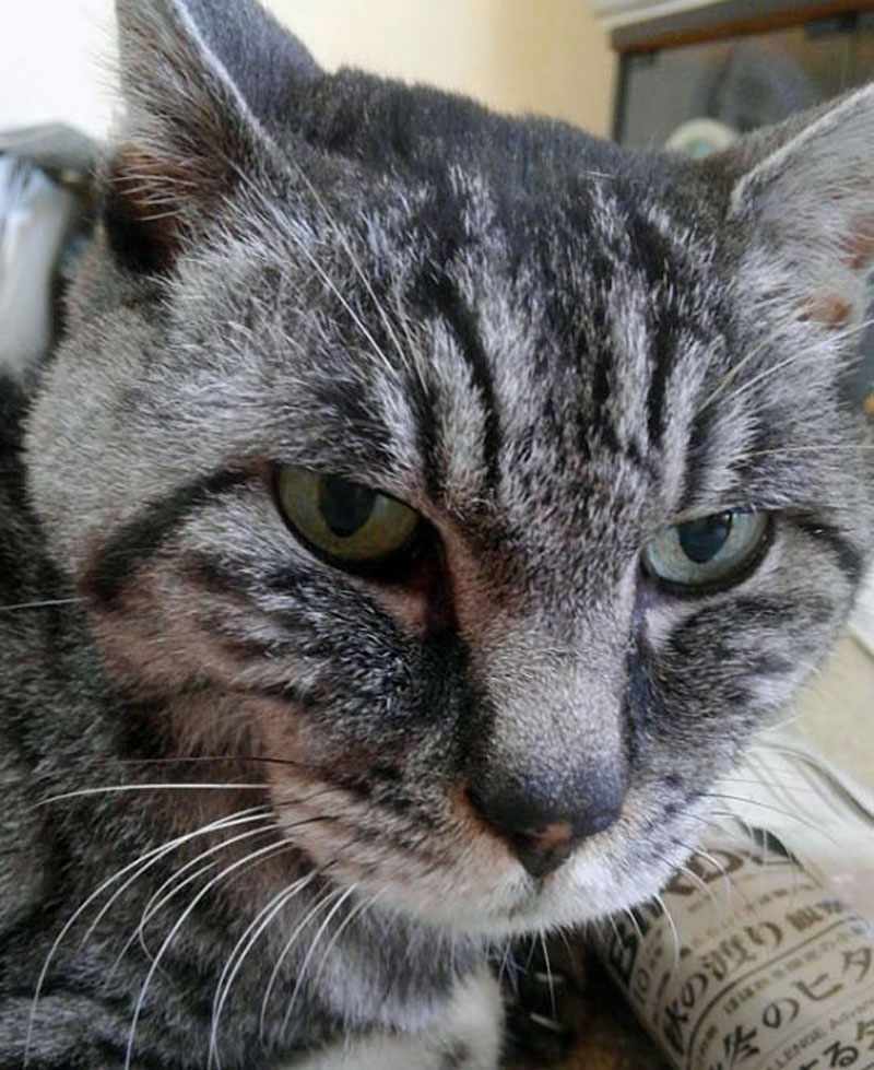 f:id:masami_takasu:20180610081155j:plain