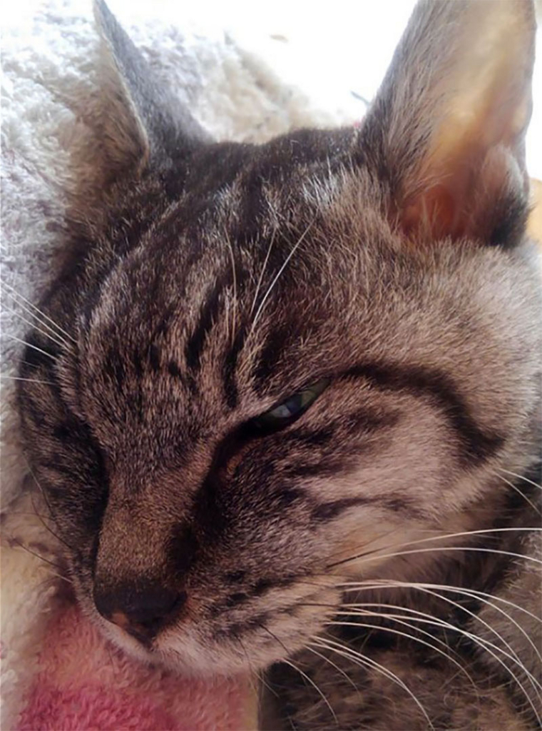 f:id:masami_takasu:20180610085250j:plain