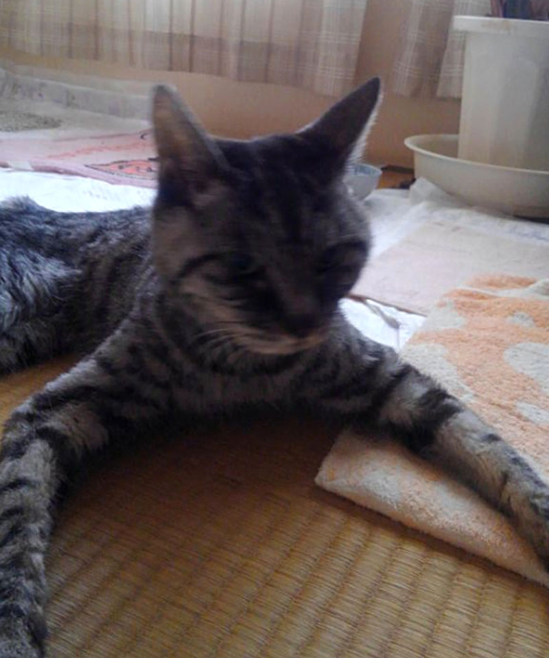 f:id:masami_takasu:20180610094940j:plain f:id:masami_takasu:20180610094940j:plain