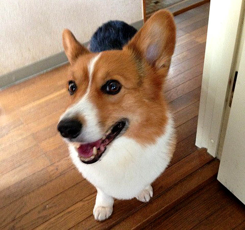 f:id:masami_takasu:20180617170741j:plain