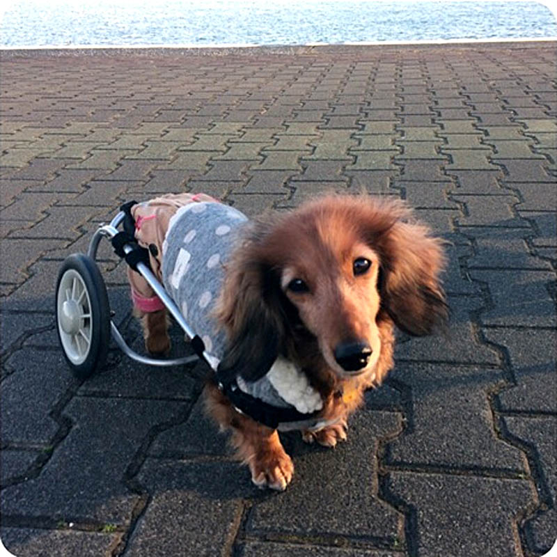 車椅子を使っている犬を見たことがありますか？