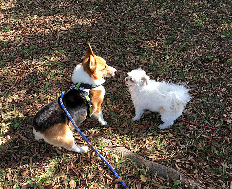 f:id:masami_takasu:20180620213507j:plain