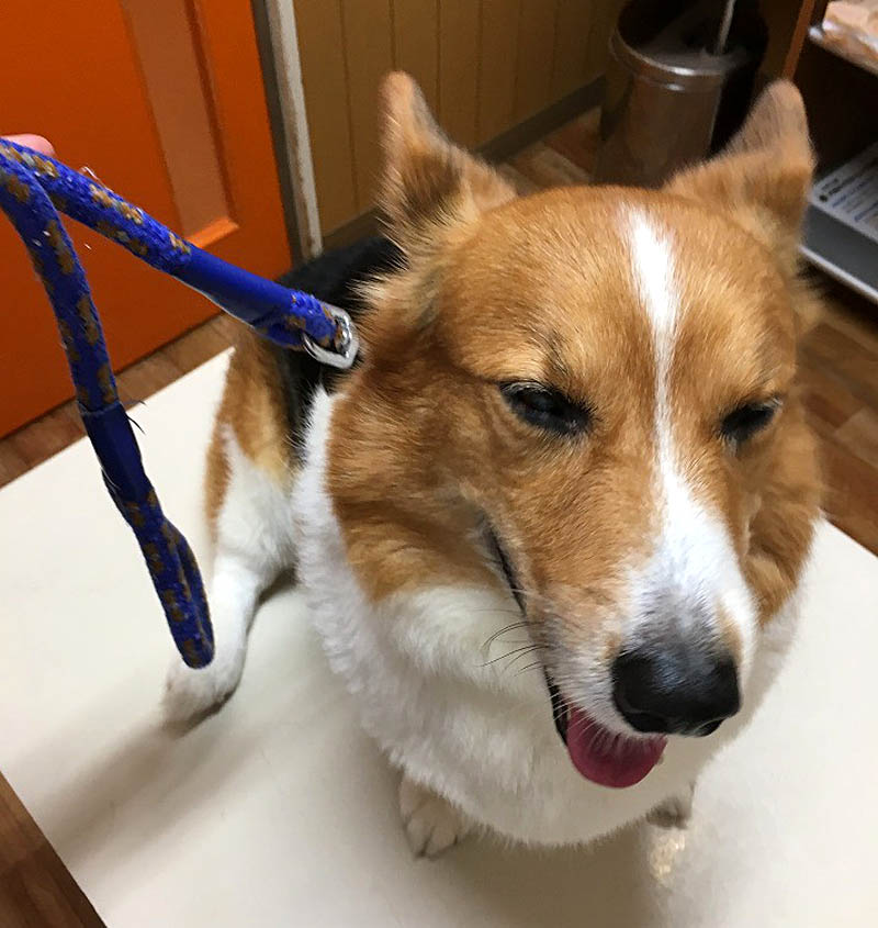 f:id:masami_takasu:20180621100125j:plain