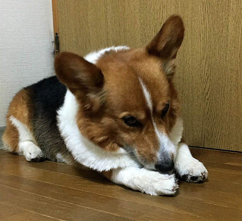 f:id:masami_takasu:20180621101238j:plain