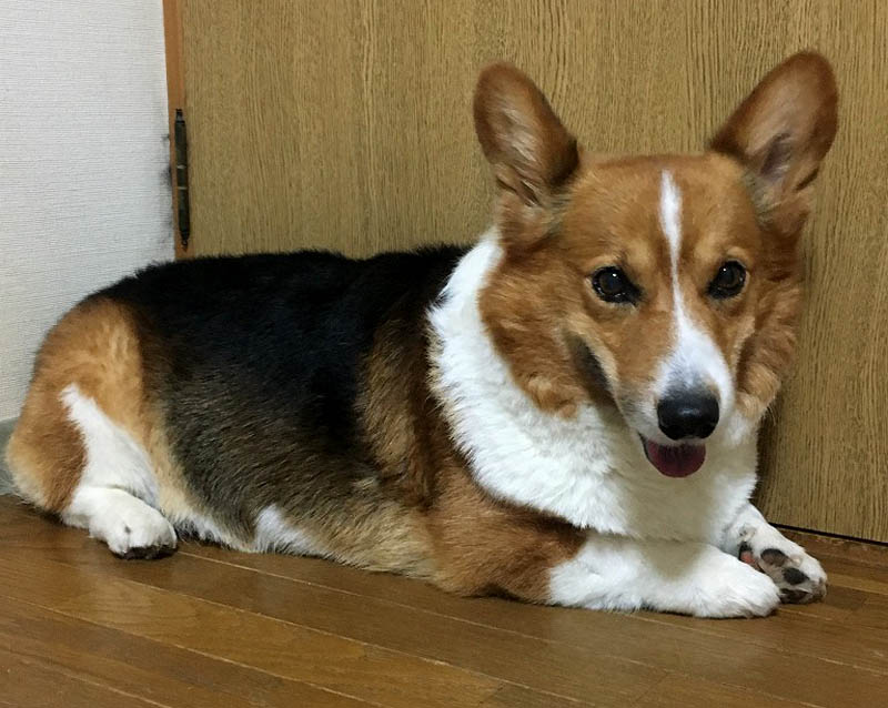 f:id:masami_takasu:20180621102926j:plain