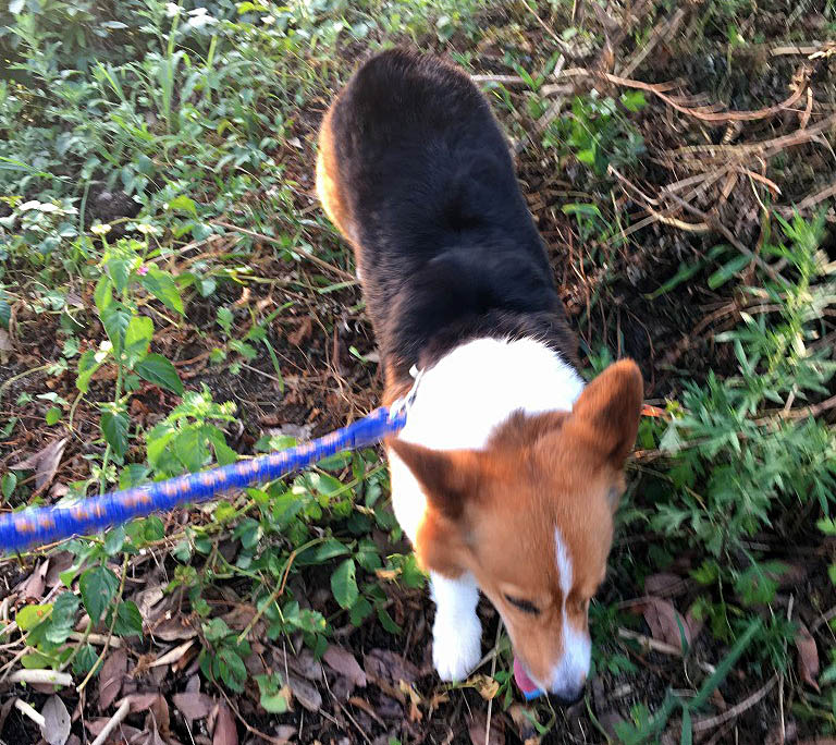 f:id:masami_takasu:20180621114426j:plain