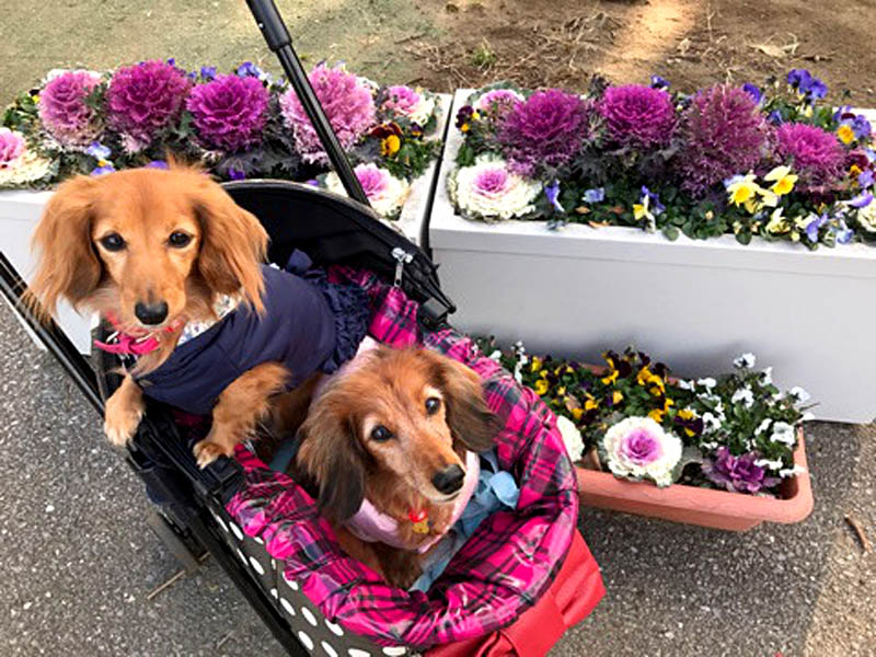 f:id:masami_takasu:20180623011510j:plain