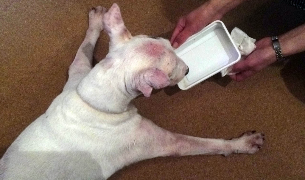 f:id:masami_takasu:20180624124012j:plain