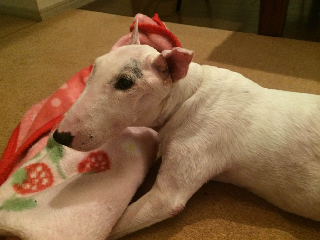 f:id:masami_takasu:20180624125033j:plain