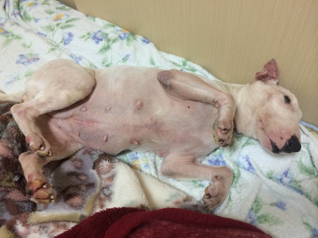 f:id:masami_takasu:20180624130127j:plain