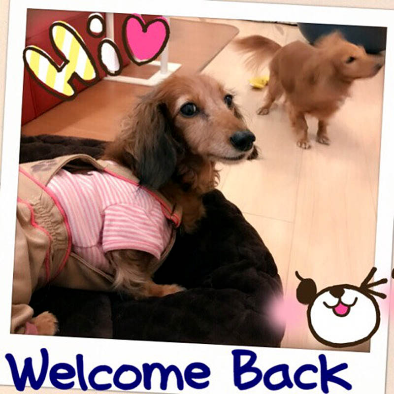 f:id:masami_takasu:20180625161015j:plain f:id:masami_takasu:20180625161015j:plain
