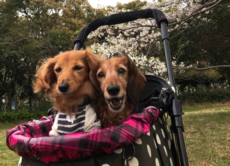 f:id:masami_takasu:20180701111145j:plain