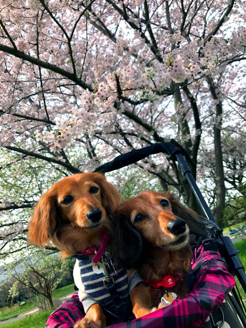 f:id:masami_takasu:20180701115944j:plain