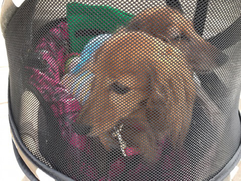 f:id:masami_takasu:20180701132025j:plain