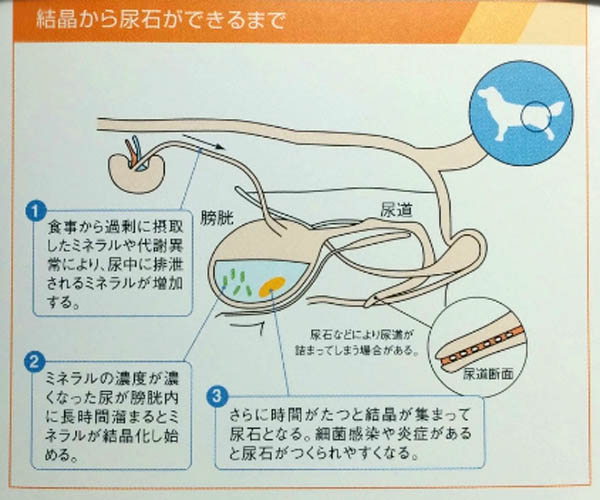 f:id:masami_takasu:20180702122728j:plain