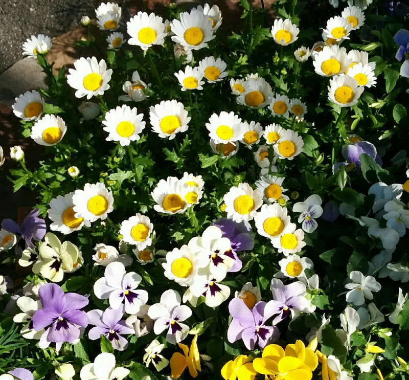 f:id:masami_takasu:20180702140728j:plain f:id:masami_takasu:20180702140728j:plain