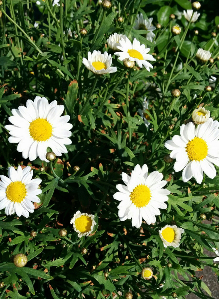 f:id:masami_takasu:20180702140803j:plain f:id:masami_takasu:20180702140803j:plain