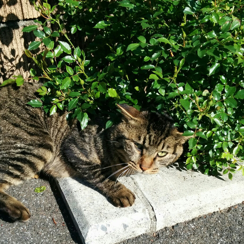 f:id:masami_takasu:20180702140838j:plain f:id:masami_takasu:20180702140838j:plain