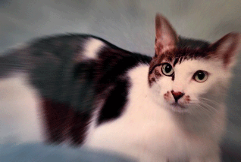 f:id:masami_takasu:20180703115633g:plain