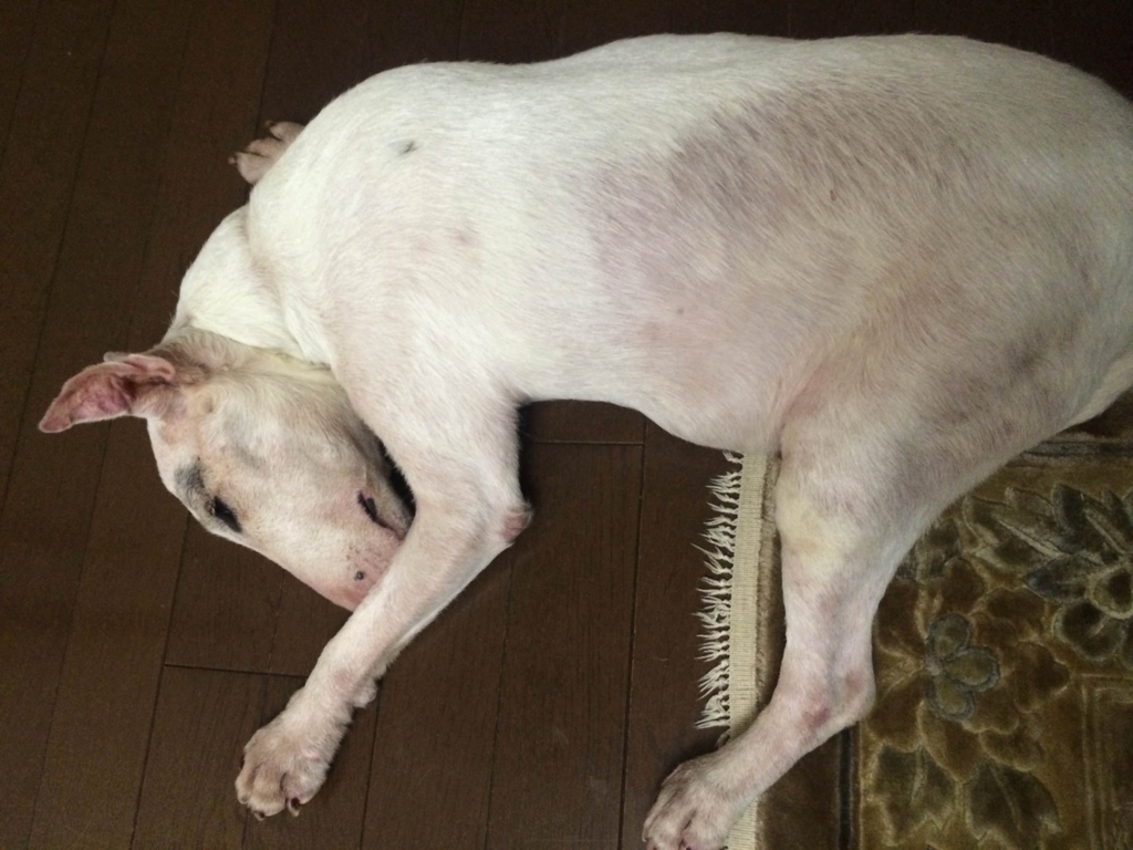 f:id:masami_takasu:20180713071832j:plain