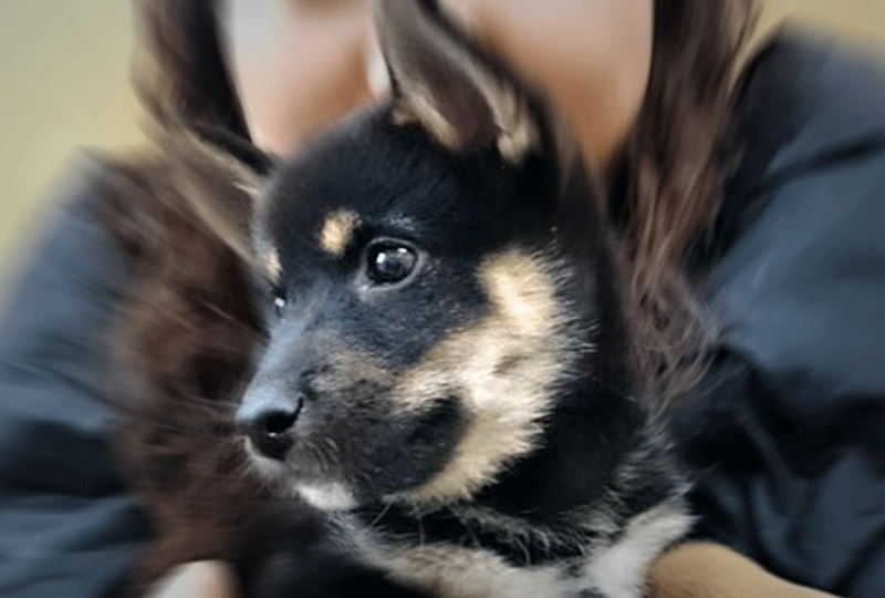 f:id:masami_takasu:20180719052550g:plain f:id:masami_takasu:20180719052550g:plain