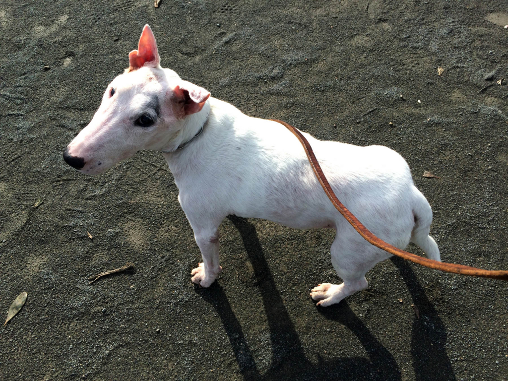 f:id:masami_takasu:20180720175938j:plain