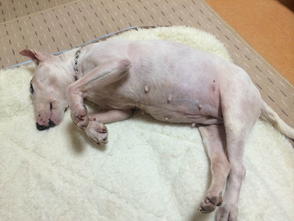 f:id:masami_takasu:20180720184128j:plain