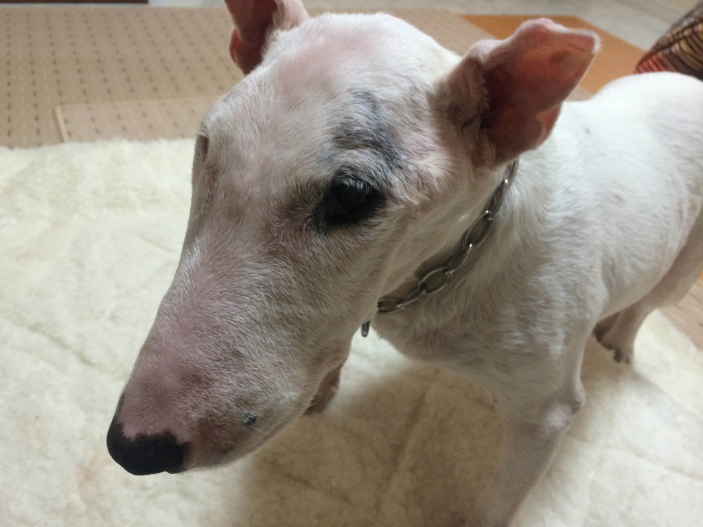 f:id:masami_takasu:20180720201232j:plain