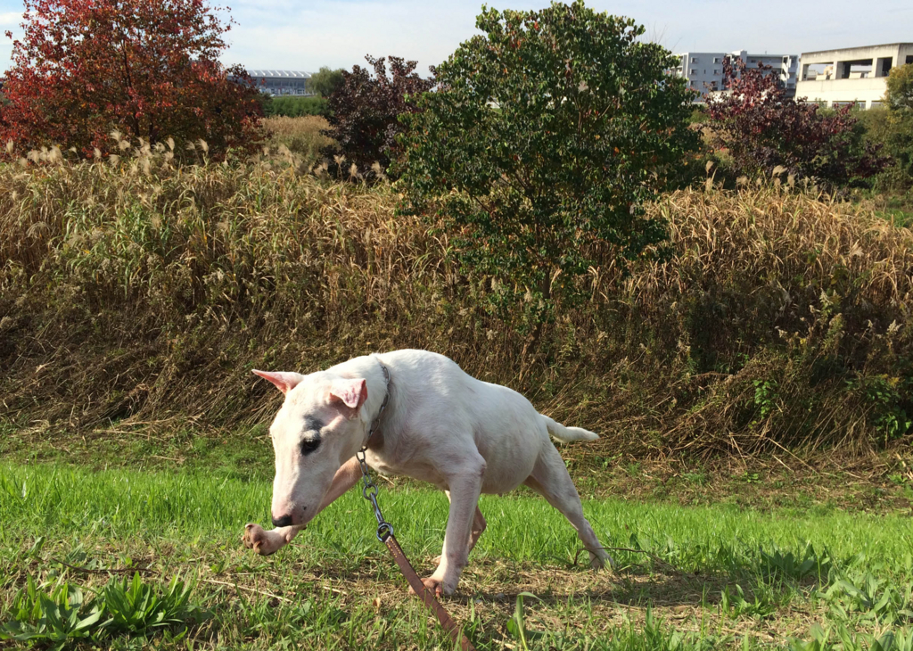 f:id:masami_takasu:20180721194654j:plain