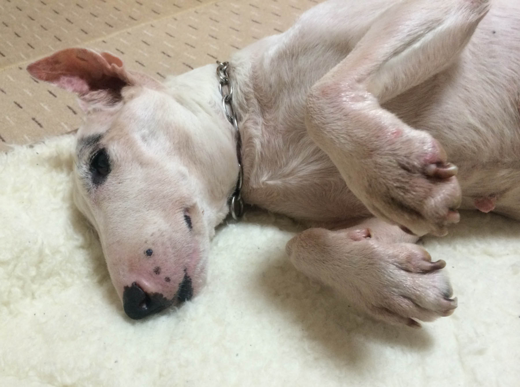 f:id:masami_takasu:20180721195351j:plain