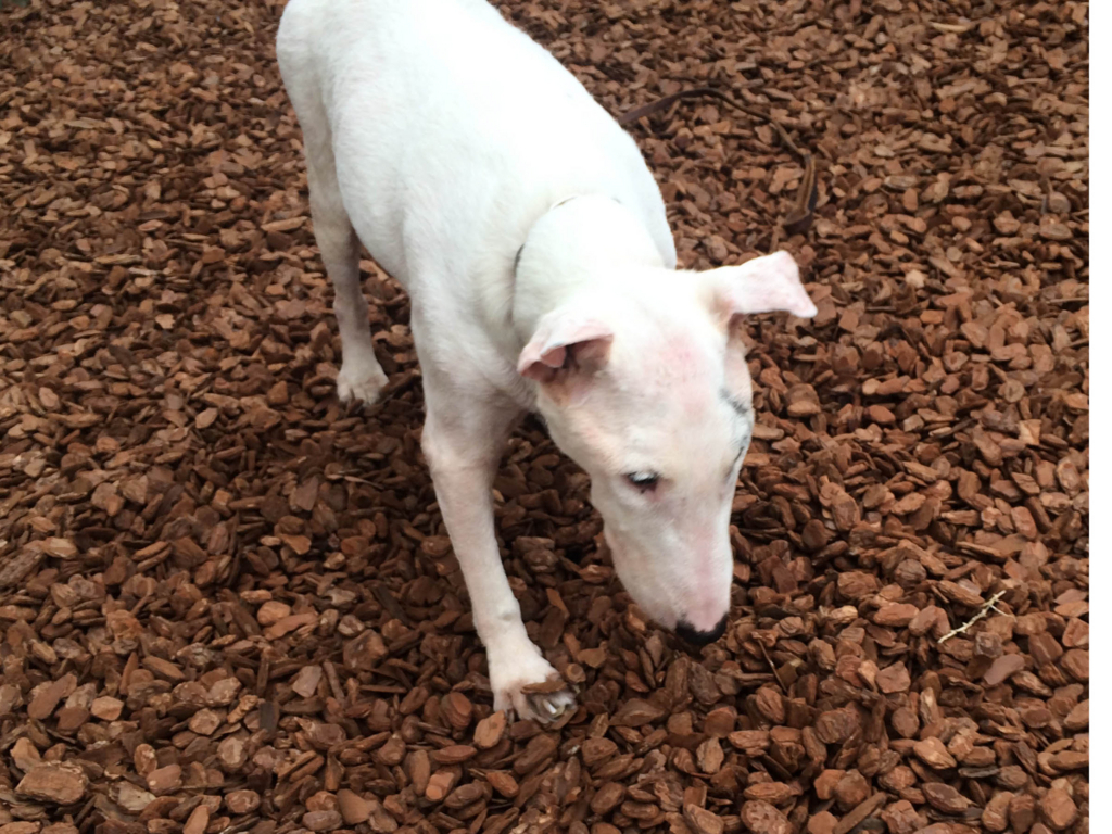 f:id:masami_takasu:20180722004043j:plain