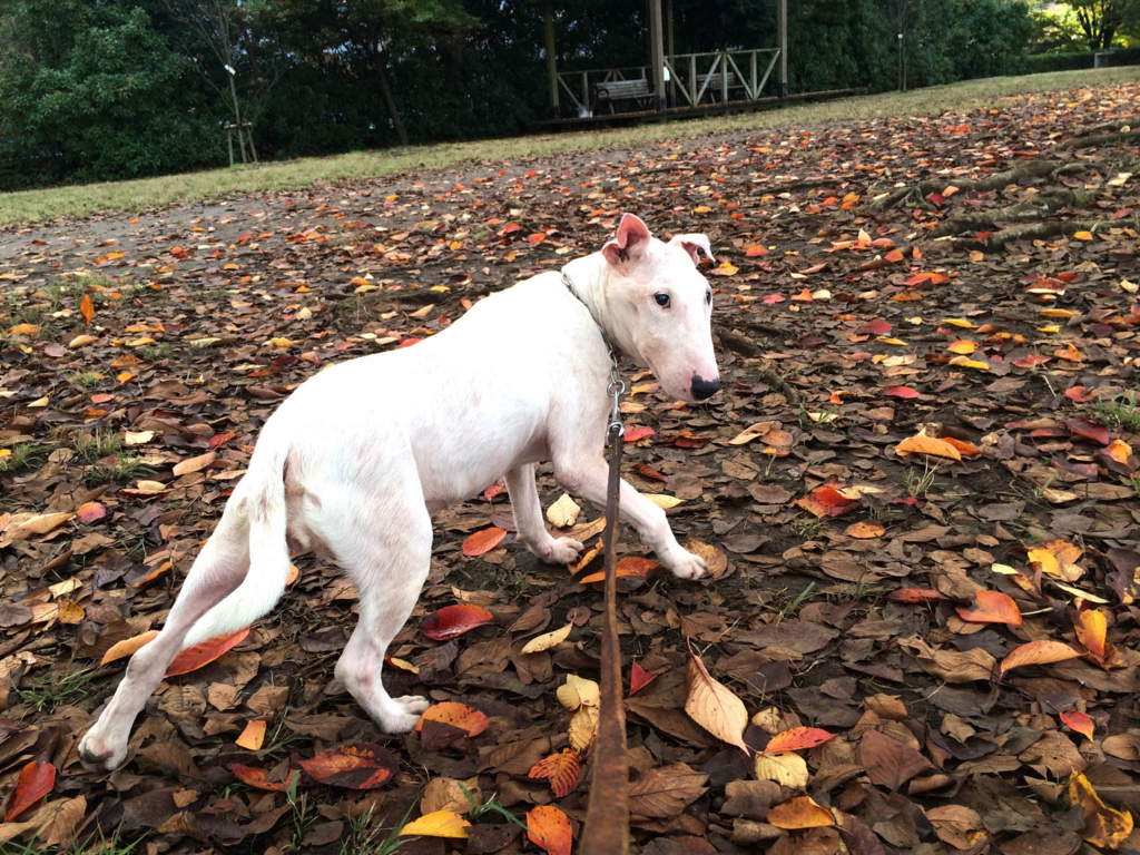 f:id:masami_takasu:20180722005148j:plain