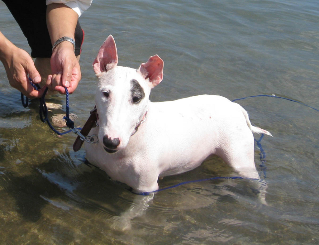 f:id:masami_takasu:20180722175331j:plain