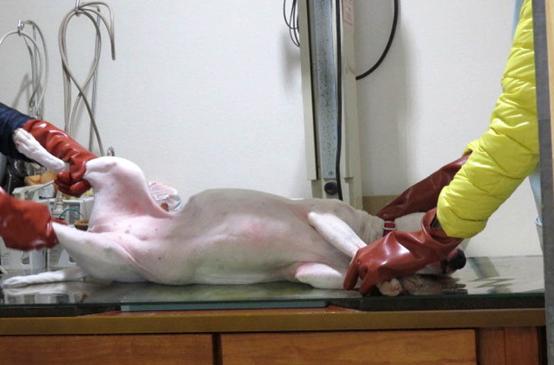 f:id:masami_takasu:20180724091919j:plain