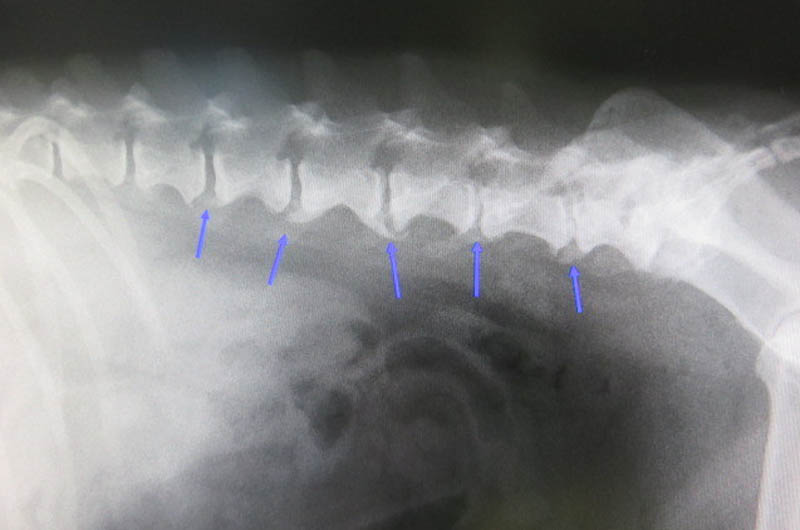 f:id:masami_takasu:20180724092227j:plain