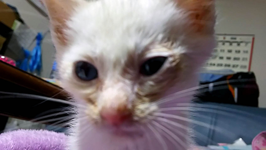 f:id:masami_takasu:20180729172834j:plain