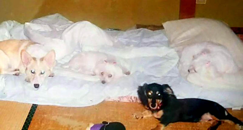 f:id:masami_takasu:20180729175428j:plain