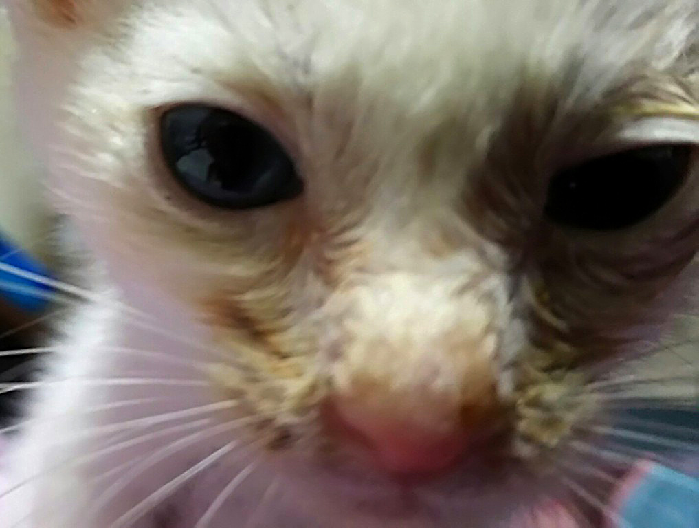 f:id:masami_takasu:20180808110125j:plain