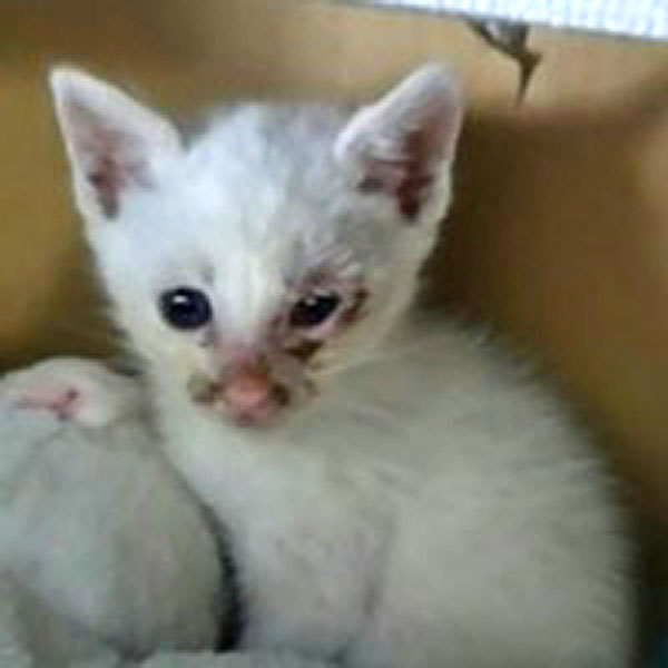 f:id:masami_takasu:20180808111605j:plain