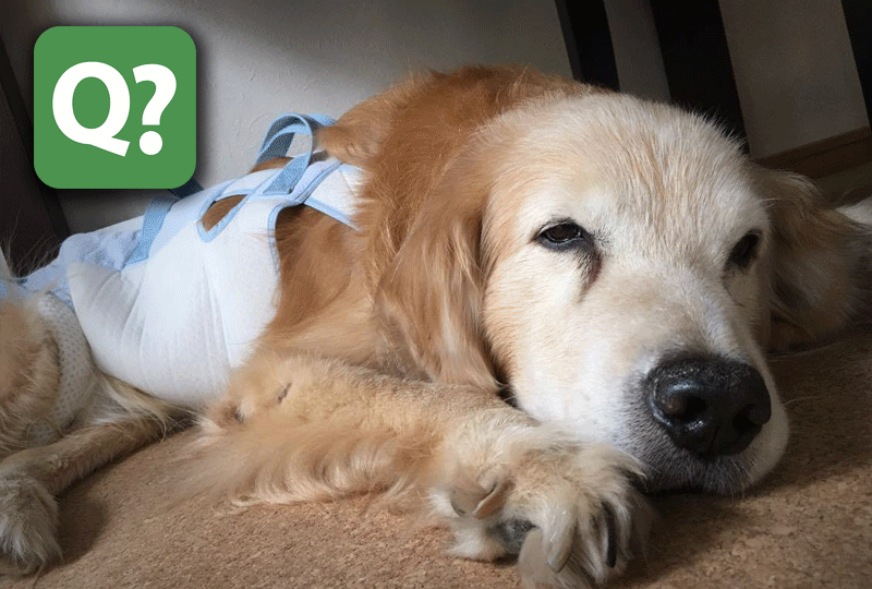 f:id:masami_takasu:20180813143632g:plain 愛犬が痴呆による遠吠えをするようになった