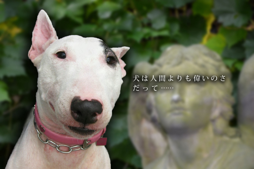f:id:masami_takasu:20180818150528j:plain 愛犬の死について