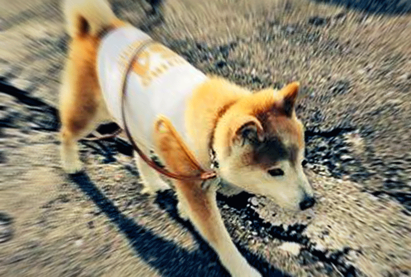 f:id:masami_takasu:20180820091334g:plain