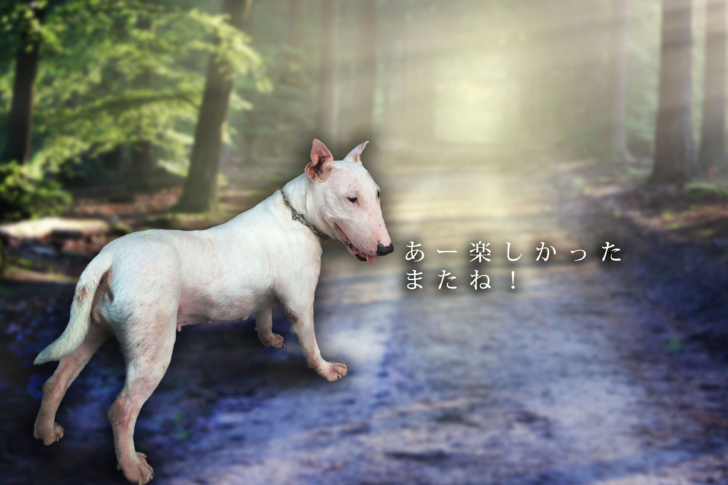 f:id:masami_takasu:20180823185027j:plain 愛犬、愛猫との別れのイメージ