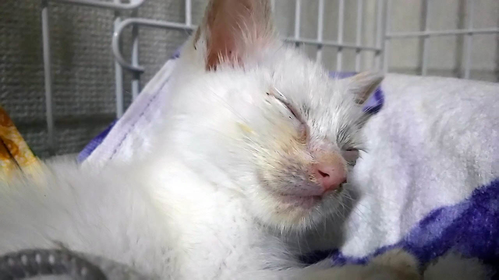 f:id:masami_takasu:20180906174245j:plain