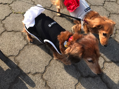 f:id:masami_takasu:20180911015204j:plain f:id:masami_takasu:20180911015204j:plain